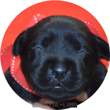 レッド女の子(母犬サファイア)